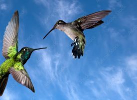 2 kolibrici